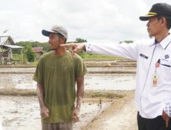 Sektor Pertanian Jadi Andalan di Kampung Tasuk