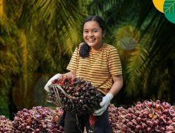 Info Sawit, Bursa Sawit Meluncur Bulan Juni, Harga Sawit Tak Lagi Diatur Malaysia