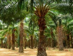 Info Sawit, PalmCO di 2050 Bakal Mengoperasikan 75 instalasi Pembangkit Tenaga Biogas (PTBg)