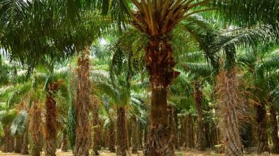 Info Sawit, PalmCO di 2050 Bakal Mengoperasikan 75 instalasi Pembangkit Tenaga Biogas (PTBg)