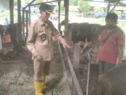 Pastikan Hewan Bebas Penyakit, Distanak Berau Lakukan Pemeriksaan Jelang Idul Adha
