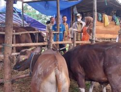 Tinjau Langsung Penjual Hewan Kurban, Bupati Berau Pastikan Hewan Kurban Di Berau Aman Konsumsi