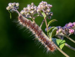 Adanya Serangan Ulat Bulu di Taman Bebaya Samarinda Membuat Warga Geger