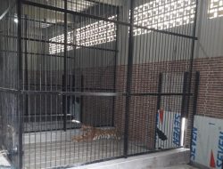 Sejak Pagi Tidak Beri Kabar, Ternyata Tewas Diterkam Harimau