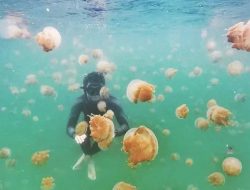 Ubur-Ubur Kakaban Tidak Muncul Kepermukaan Akibat Kualitas Air dan Kelimpahan Plankton