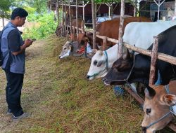 Distanak Lakukan Pembinaan Intensif di 4 Kecamatan Terdekat Terhadap Sapi dari Luar Kota