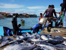Diskan Berau Pastikan Data Hasil Tangkap Ikan di Semester Ke II Nanti Akan Meningkat