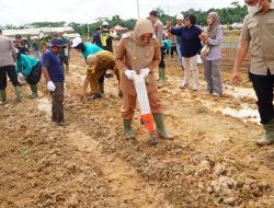 Dukung Program Ketahanan Pangan , Bupati Berau Ikuti Tanam Jagung Serentak 1 Juta Hektar
