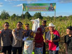 Dukung Ketahanan Pangan, Polres Berau Panen Jagung di Sei Bebanir Bangun