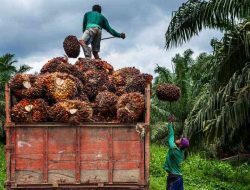 DPRD Berau Dorong Disbun Kawal Petani Mandiri Sawit