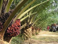 Anggota DPRD Berau Soroti Harga Sawit Anjlok