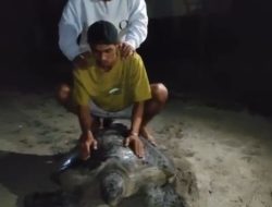  Wisatawan Tunggangi Penyu Hijau di Derawan, Polisi Bertindak Cepat