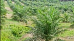 Hibah 600 Hektare untuk DOB Berau Pesisir Diduga Dijual, Adat Dumaring Siap Gugat