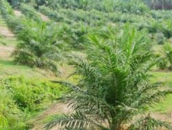 Hibah 600 Hektare untuk DOB Berau Pesisir Diduga Dijual, Adat Dumaring Siap Gugat