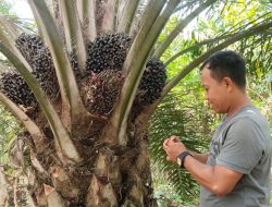 Sawit Dongkrak Ekonomi Kampung Sukan Tengah, Perputaran Uang Capai Rp1 Miliar per Bulan