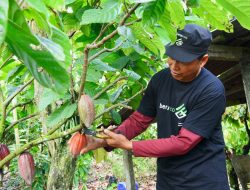 Bupati Sri Dorong Kakao Berau Mendunia, Simbol Kemandirian Ekonomi Daerah