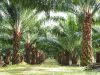 Petani Sawit Berau Terancam Rugi Akibat Salah Pilih Bibit
