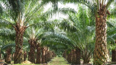 Petani Sawit Berau Terancam Rugi Akibat Salah Pilih Bibit