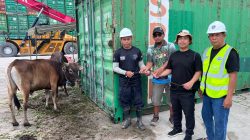PT PASN dan PMB Salurkan 81 Sapi dan 4 Kambing untuk Warga Berau